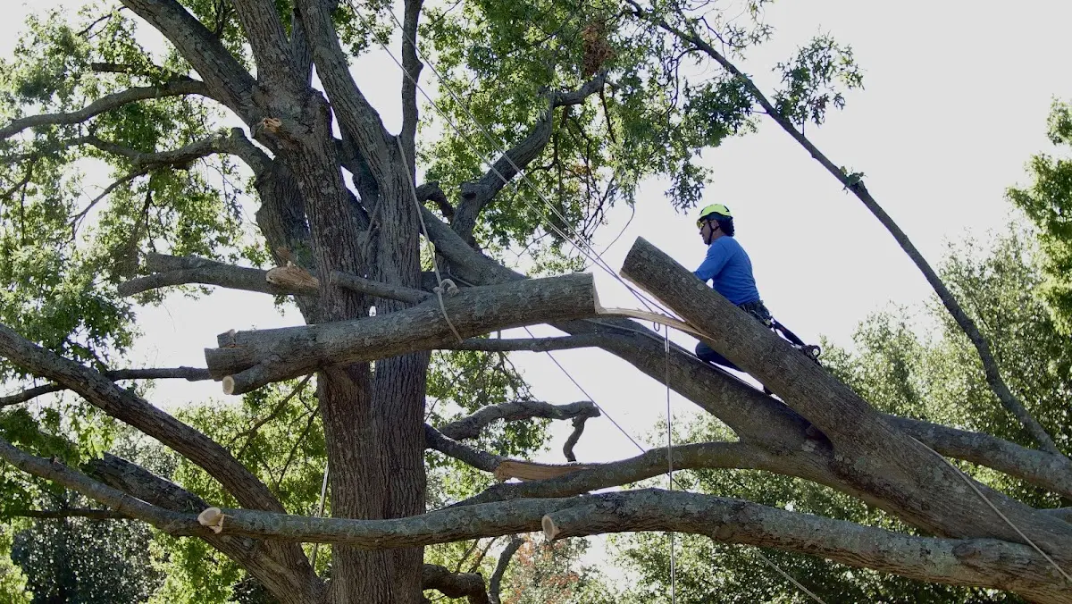 Professional Hazardous Tree Removal performed by certified arborists in Rover